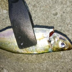 ボトム付近のアジング